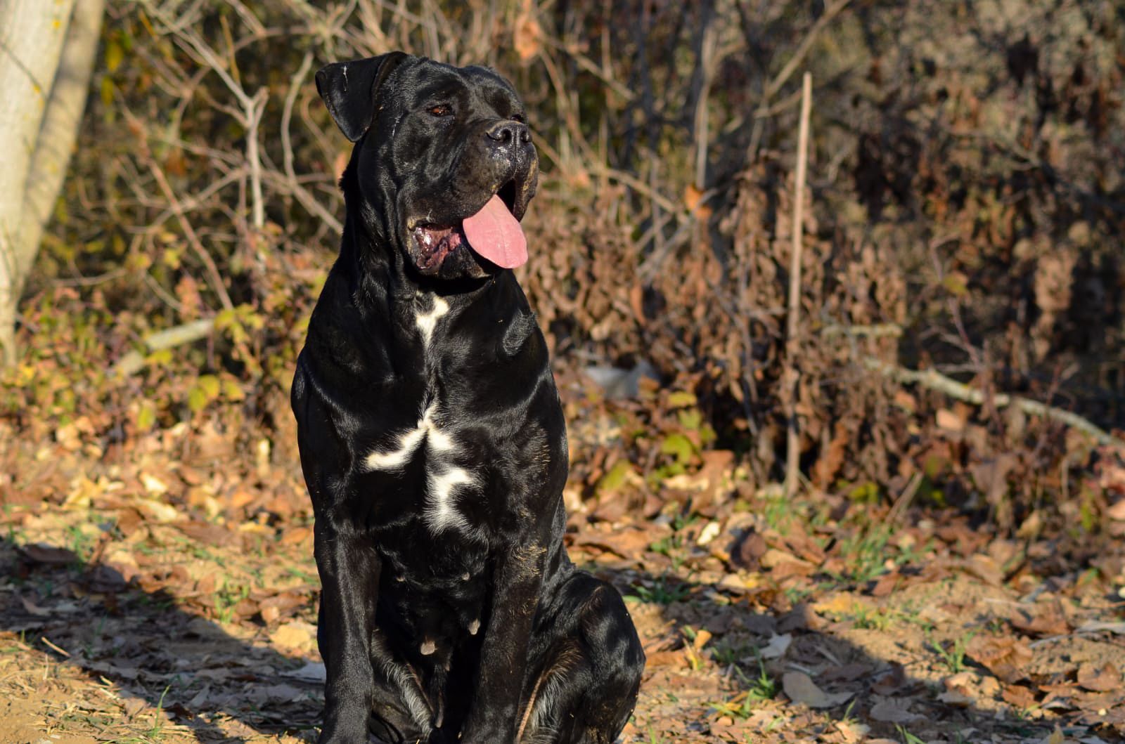 Panamera The From Drina Hill adlı cane corso köpeğin görseli
